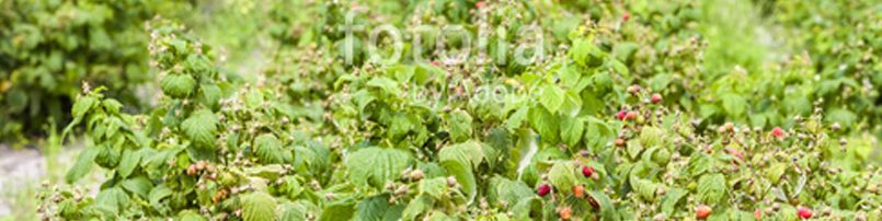 champs de framboises