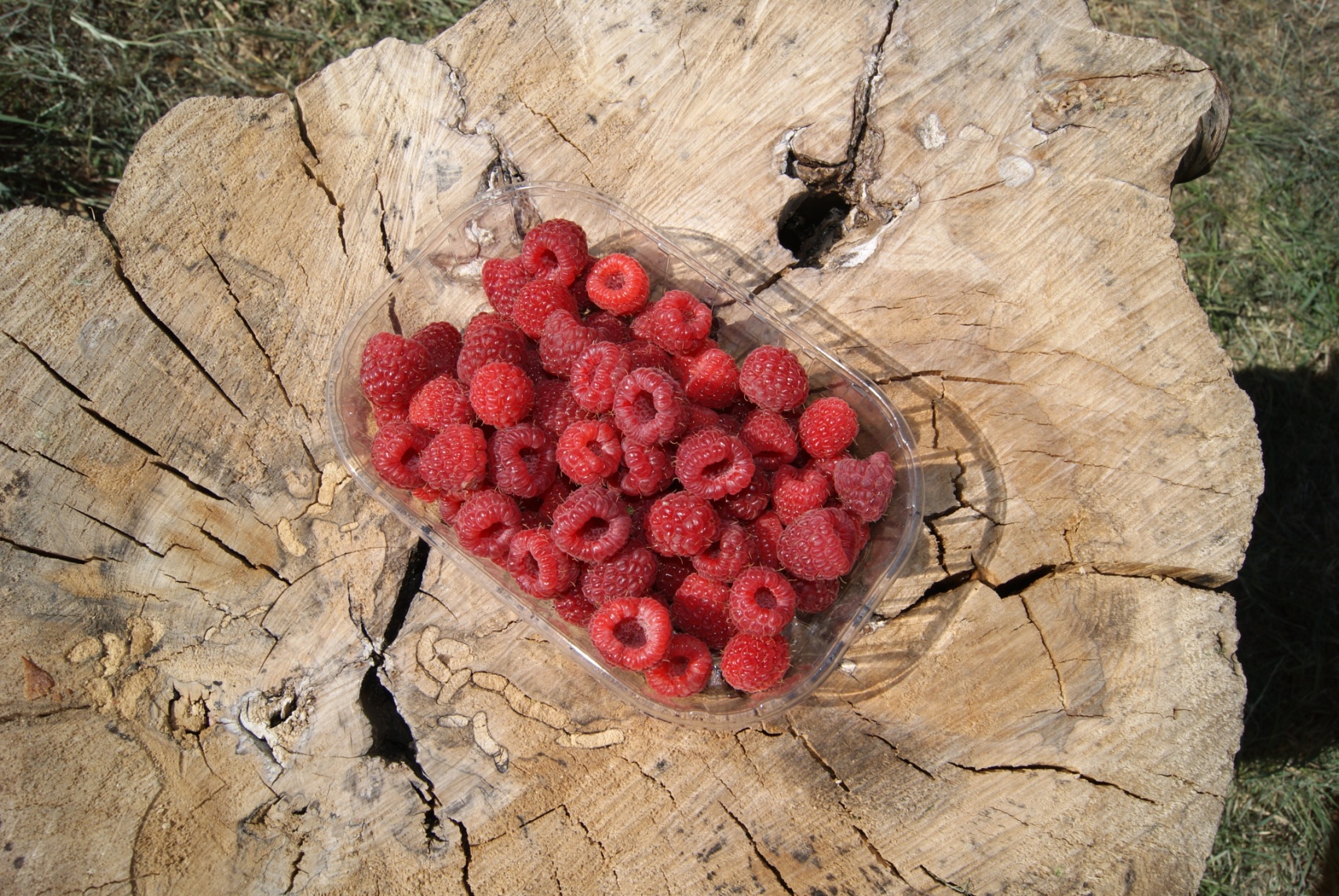 barquette de framboises